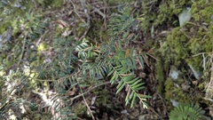Taxus mairei
