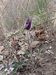 Pulsatilla chinensis