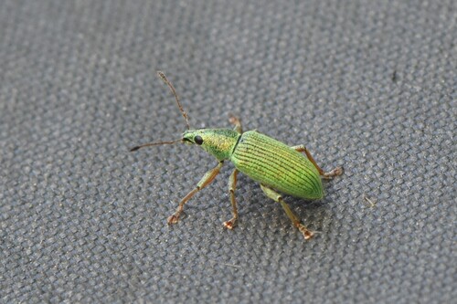 Green Immigrant Leaf Weevil