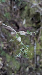 Buxus sinica, photograph (c) Cheng-Te Hsu, some rights reserved (CC BY)