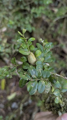 Buxus sinica, photograph 3