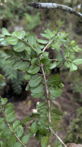 Buxus sinica, photograph 4