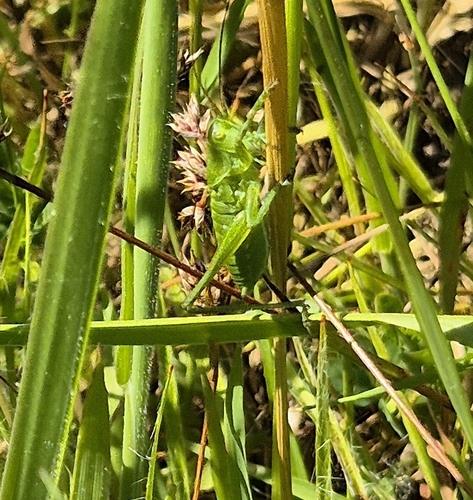 Great Green Bush-cricket