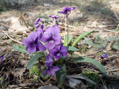Viola philippica