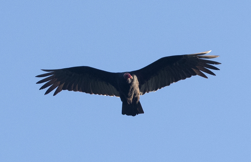Tropical Turkey Vulture