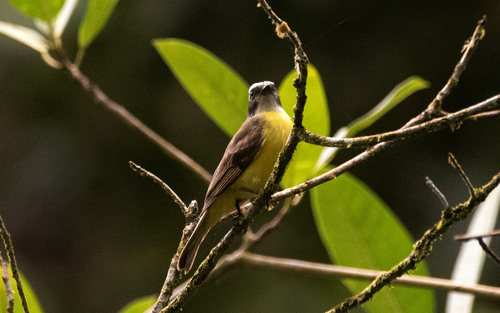 Myiozetetes similis pallidiventris