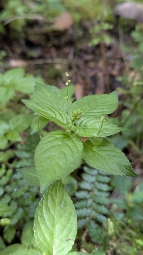 Mercurialis leiocarpa, photograph 3