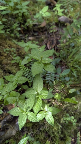 Mercurialis leiocarpa (Mercurialis leiocarpa)