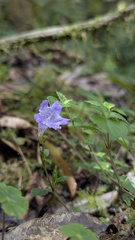Strobilanthes rankanensis