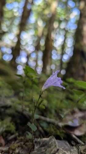 Strobilanthes rankanensis, photograph 2
