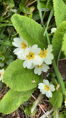 Primula vulgaris