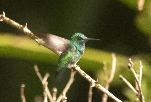 Blue-chinned Sapphire