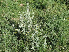 Marrubium incanum