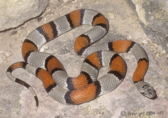 Lampropeltis alterna