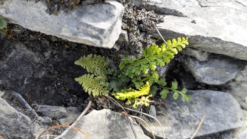 Asplenium exiguum