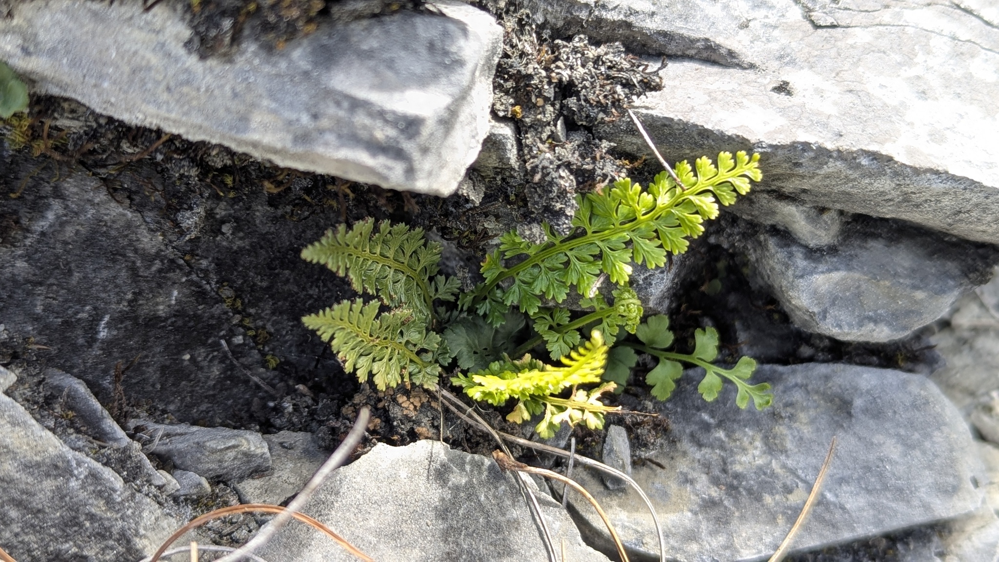 Asplenium exiguum