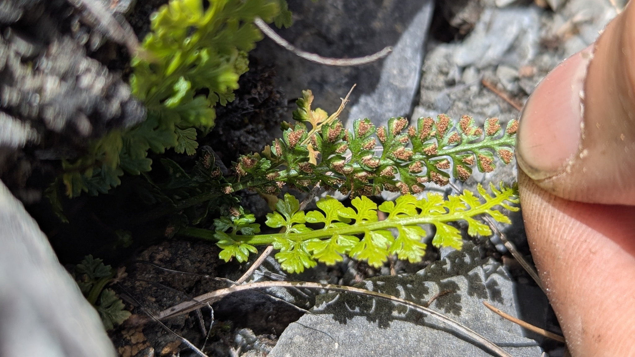 Asplenium exiguum Bedd. 2