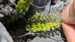 Asplenium exiguum, photograph (c) Cheng-Te Hsu, some rights reserved (CC BY)