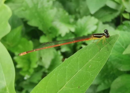 Red-tipped Shadefly
