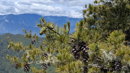Pinus morrisonicola, photograph 2