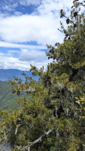 Pinus morrisonicola