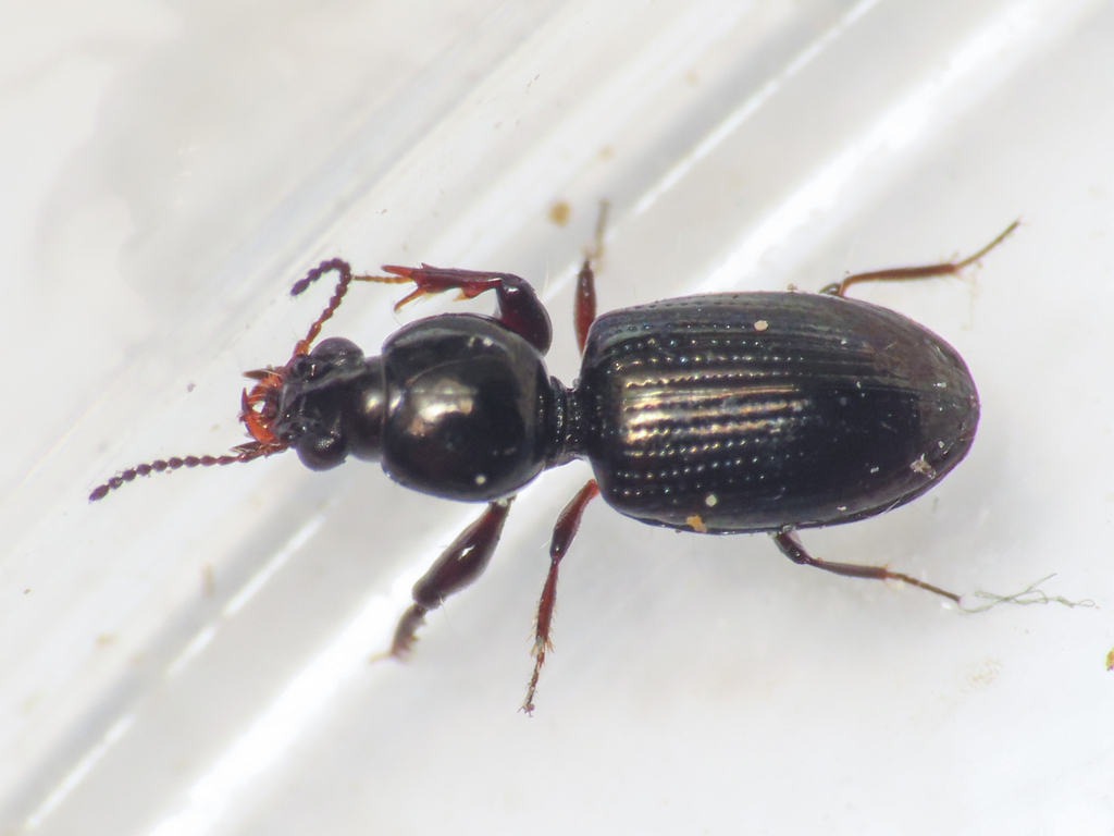 Dyschirius aeneus
