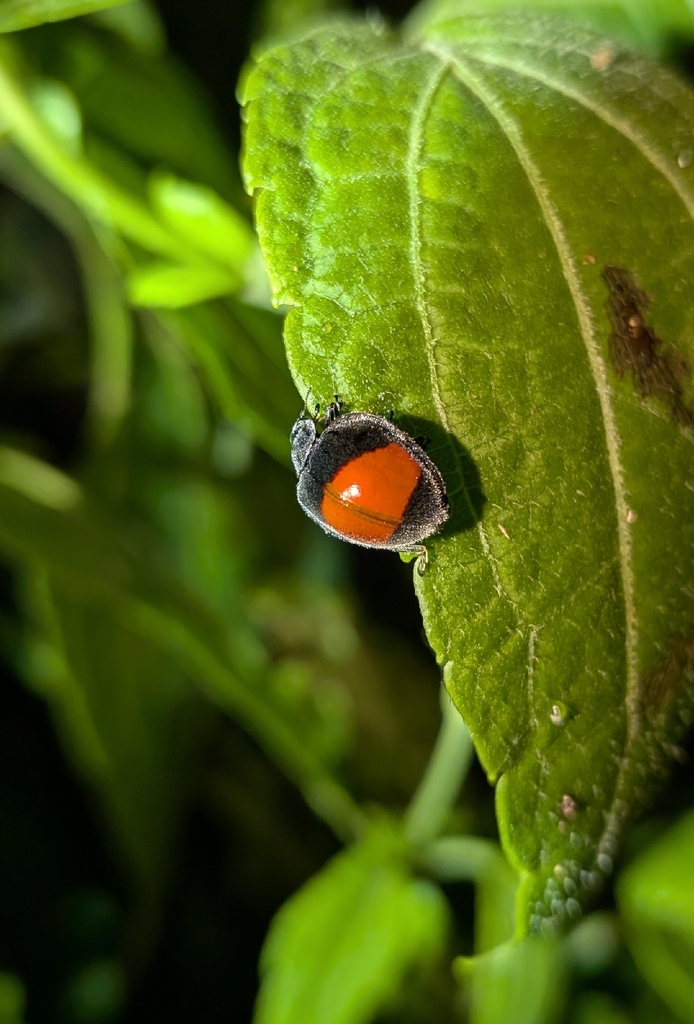 Toxotoma pilifera