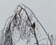 Dryobates nuttallii