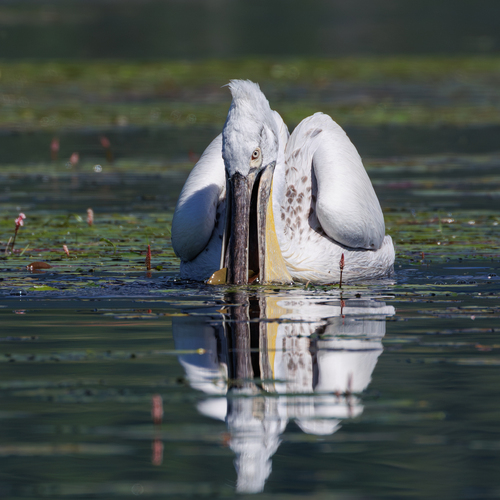 Dalmatian Pelican