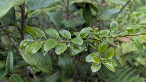 Ilex yunnanensis, photograph 1