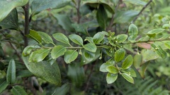 Ilex yunnanensis, photograph (c) Cheng-Te Hsu, some rights reserved (CC BY)