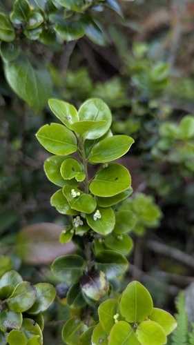 Ilex yunnanensis, photograph 2