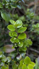 Ilex yunnanensis, photograph (c) Cheng-Te Hsu, some rights reserved (CC BY)