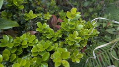 Ilex yunnanensis