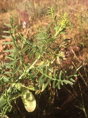 Lessertia benguellensis