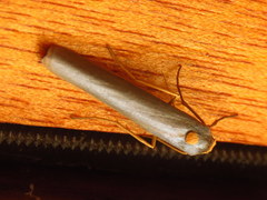 Sozusa scutellata