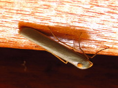 Sozusa scutellata