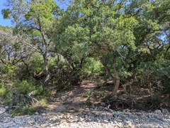 Quercus laceyi, photograph (c) Eric Knight, some rights reserved (CC BY)