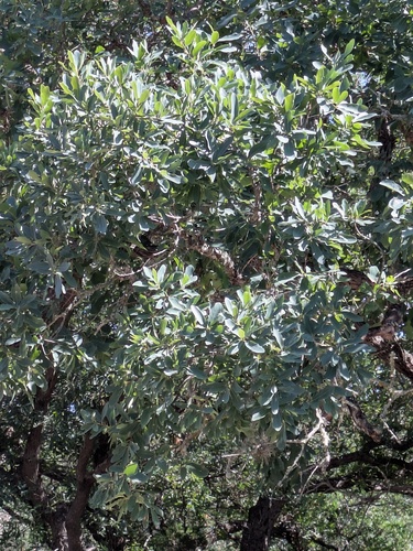 Quercus laceyi, photograph 5