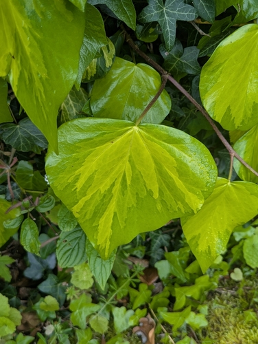 Hedera colchica, photograph 2
