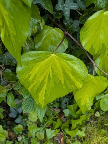 Hedera colchica, photograph 3