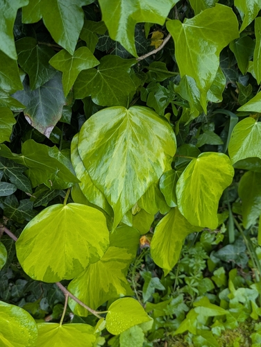 Hedera colchica, photograph 4