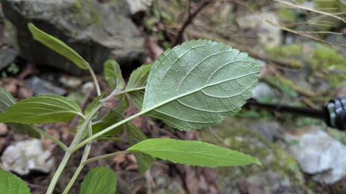 Collinsonia macrobracteata, photograph 6