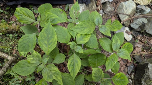 Collinsonia macrobracteata, photograph 5