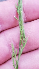 Limnodea arkansana