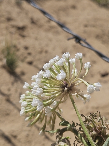 Snowball Sand Verbena