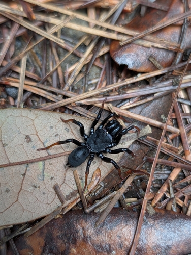 Atlantic Purseweb Spider photo 3