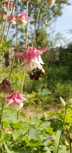 Garden Bumble Bee