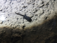 Bufo bankorensis