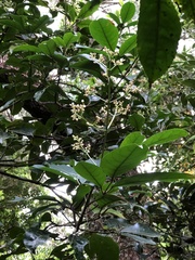 Turpinia ternata